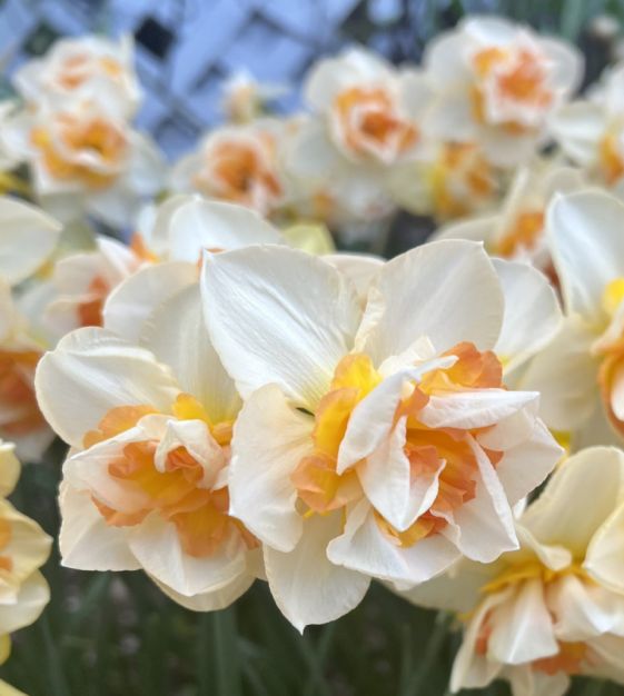 Нарцисс махровый Свит Оушен